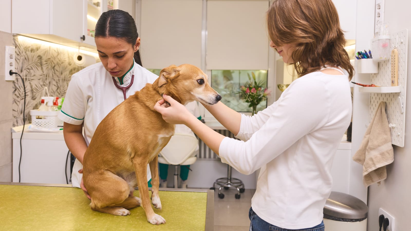 A veterinarian at a quiet clinic desk writing a sympathy card by hand, a dog's worn leather collar resting beside it